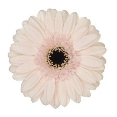 картинка гермини Макарон от магазина Флоранж