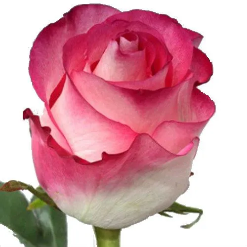 картинка роза Булевард 60см; Эквадор от магазина Флоранж