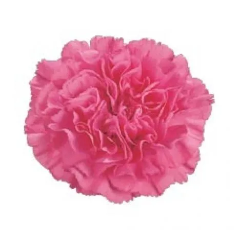 картинка гвоздика одноголовая Розовая; Эквадор от магазина Флоранж