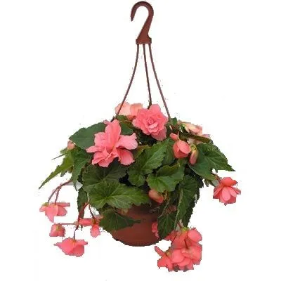 картинка бегония ампельная микс от магазина Флоранж