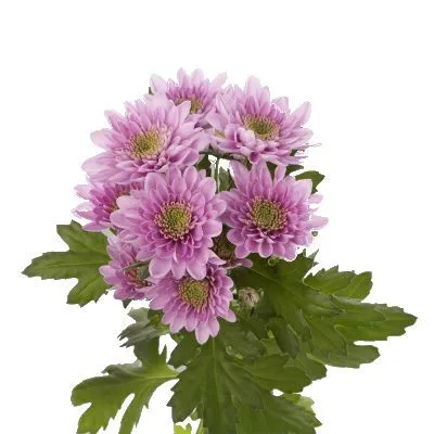 картинка хризантема кустовая Калимба от магазина Флоранж