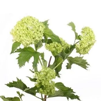 картинка вибурнум Розеум от магазина Флоранж