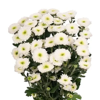 картинка хризантема кустовая Дэйдрим от магазина Флоранж