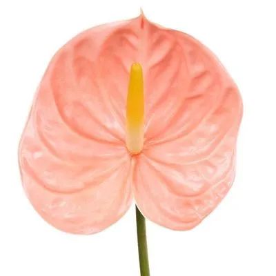 _антуриум фарао