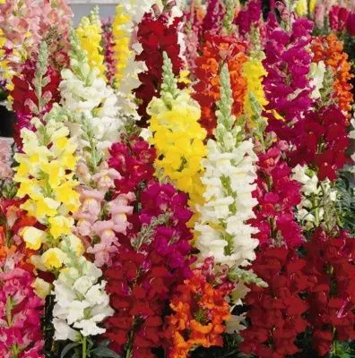 Рассада Антирринум микс