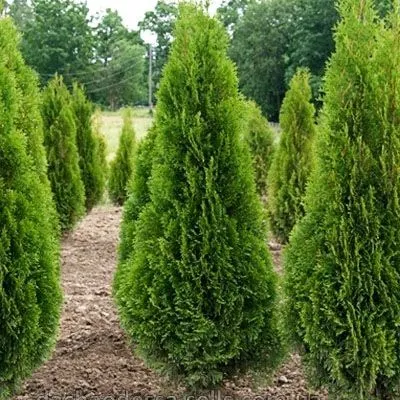 туя западная Смарагд