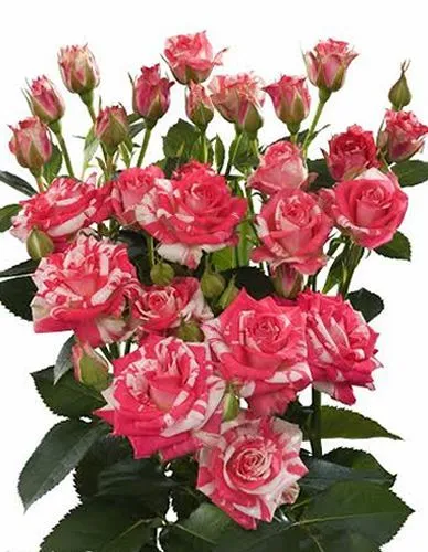 роза кустовая Фаир Уоркс 70см, Кения