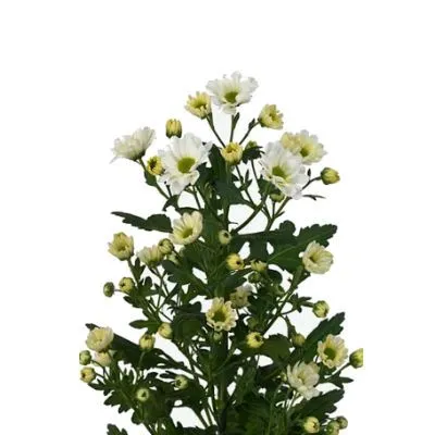 картинка хризантема кустовая Сантини Росси Вайт от магазина Флоранж