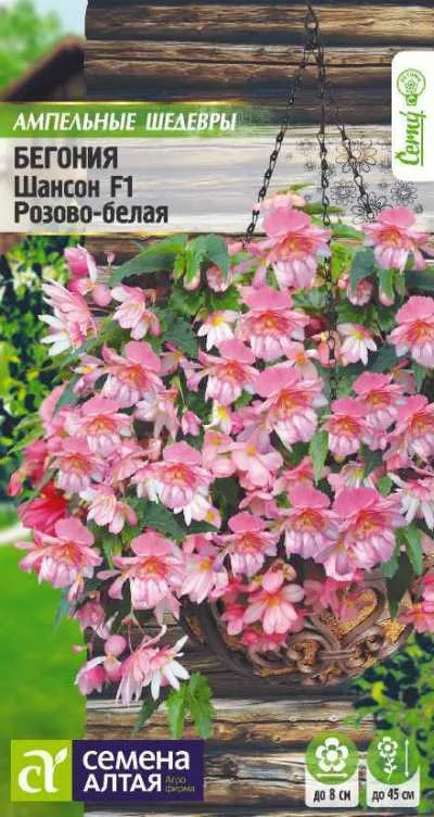 картинка Бегония ампельная Шансон (цветной пакет) 5шт; Семена Алтая от магазина Флоранж