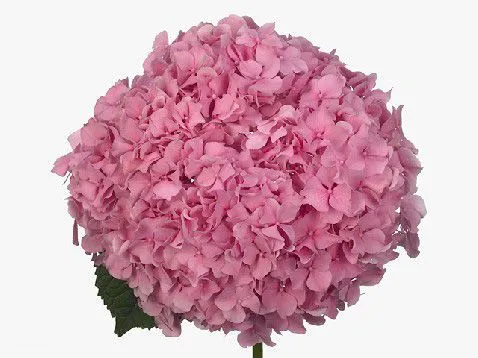 картинка гидрангия Джамбо Пинк; Колумбия от магазина Флоранж