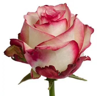 картинка роза Палома 60см; Эквадор от магазина Флоранж