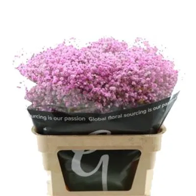 картинка гипсофила Краш Лайт Пинк от магазина Флоранж