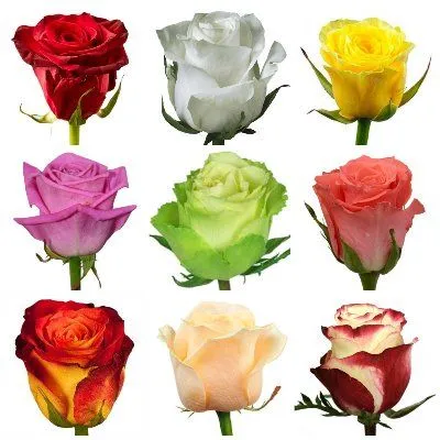 картинка роза Микс 50см; Кения от магазина Флоранж