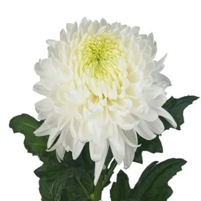 картинка хризантема Магнум от магазина Флоранж