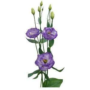 картинка эустома Лизанн Блу Флеш от магазина Флоранж