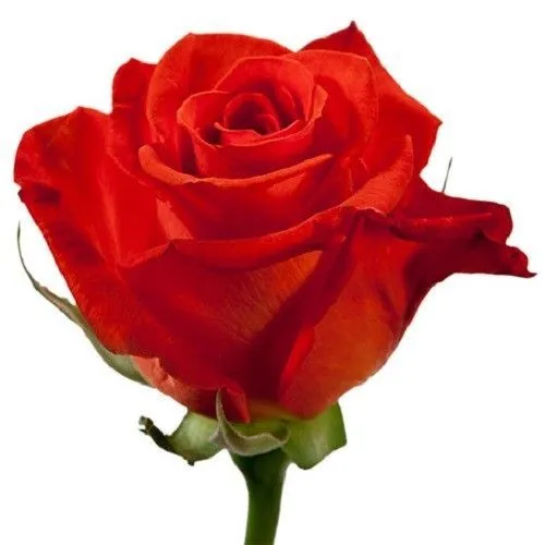 роза Нина 60см; Эквадор