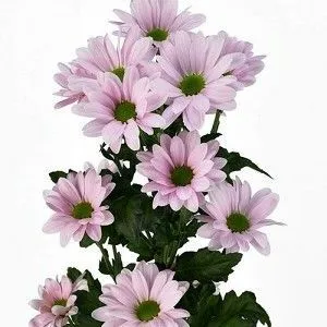 картинка х бейб от магазина Флоранж