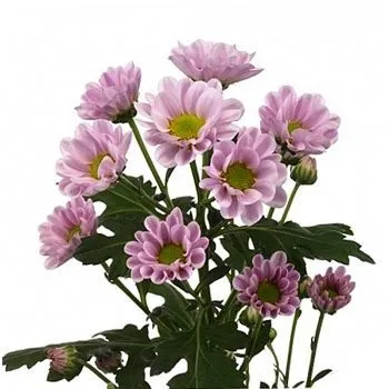 картинка хризантема кустовая Сантини Росси Пинк от магазина Флоранж