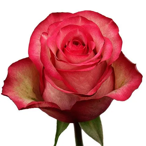 картинка роза Карусель 50см; Эквадор от магазина Флоранж