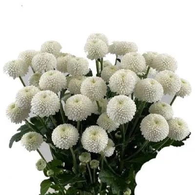 картинка хризантема кустовая Ньютон от магазина Флоранж