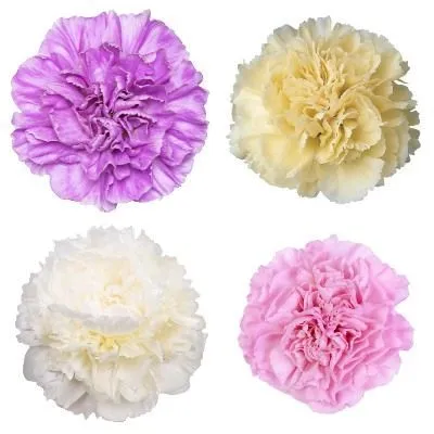 картинка гвоздика одноголовая Микс Пастел от магазина Флоранж