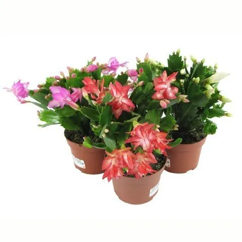 картинка Шлюмбергера Микс 09/15 от магазина Флоранж