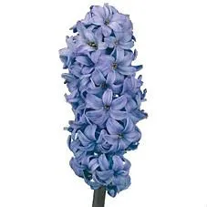 гиацинт Дельф Блу