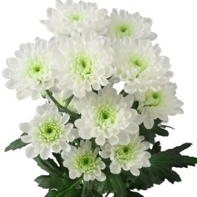 картинка хризантема кустовая Алтай от магазина Флоранж