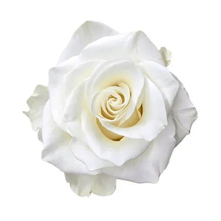 роза Миа 60см; Эквадор