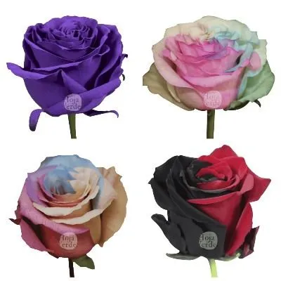 картинка роза крашеная Микс 60см; Эквадор от магазина Флоранж