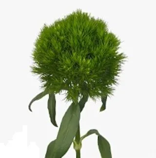 гвоздика барбатус Киви Меллоу; Голландия