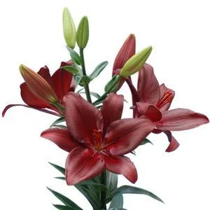 картинка лилия лонгифлорум  Форза Ред от магазина Флоранж
