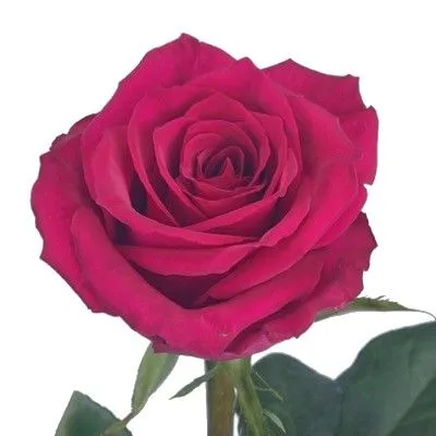 роза Эвер Пинк 50 см; Кения