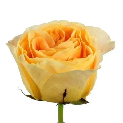 роза Гарден Канделайт 60см; Эквадор