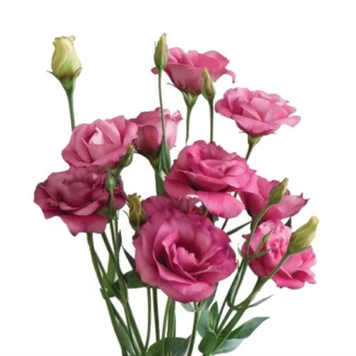 картинка эустома Розита Пинк от магазина Флоранж