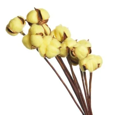 Набор хлопка на вставке 30-40см, 10шт в уп, светло-желтый