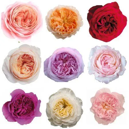 роза Гарден Микс 60см; Эквадор