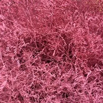 картинка лимониум крашенный Пинк  от магазина Флоранж