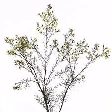 хамелациум Кристал Перл