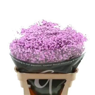 картинка гипсофила Краш Лавендер от магазина Флоранж