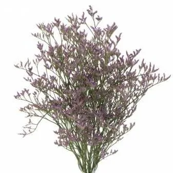 картинка лимониум Cафора Лила от магазина Флоранж