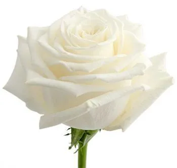 роза Плая Бланка 60см; Эквадор