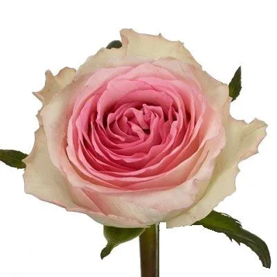 роза Мандала 60см; Эквадор