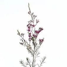 картинка хамелациум Эден от магазина Флоранж