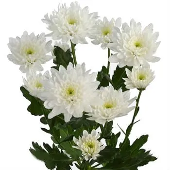 картинка хризантема кустовая Балтика от магазина Флоранж