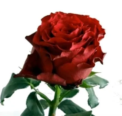 роза Родос 50см; Кения