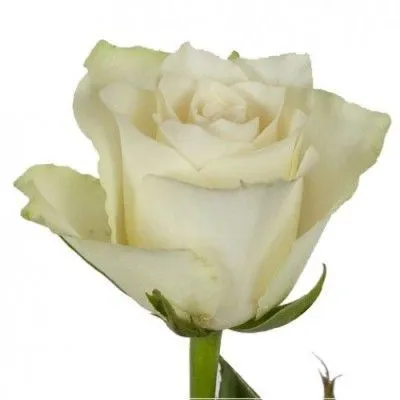 картинка роза Атена 50 см; Кения от магазина Флоранж