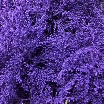 картинка солидаго крашенный Пурпл от магазина Флоранж