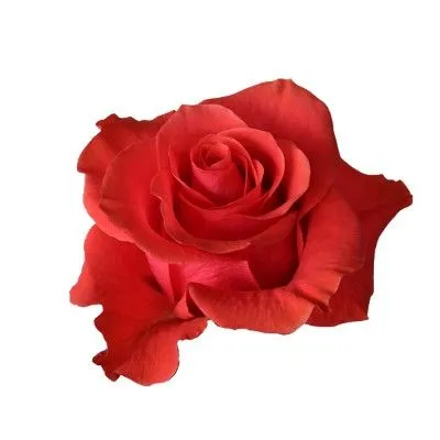 роза Оранж Краун 60см; Эквадор