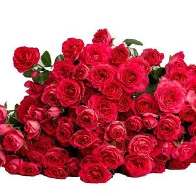 роза кустовая Беллалинда Церис 70см, Кения